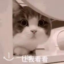 猫咪让我看看表情包图片gif动图-求表情网，斗图本来就不求人！