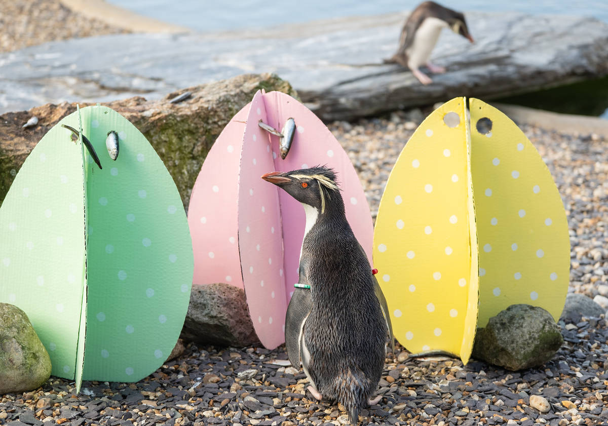 惠普斯奈德动物园复活节彩蛋寻宝活动来了！在600英亩的动物王国里破解谜题，赢取奖励