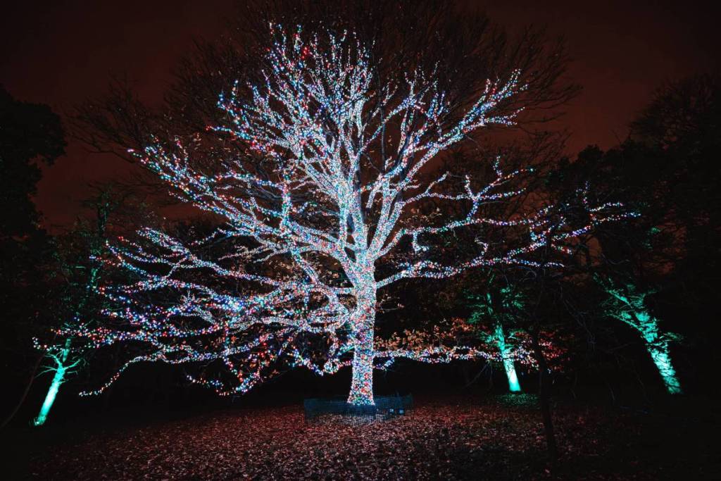 Christmas at Kew Palm House
