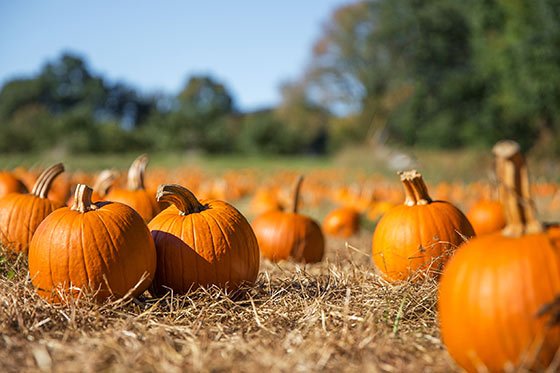 Garsons｜Pumpkin Parade