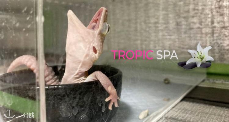 TropicSpa