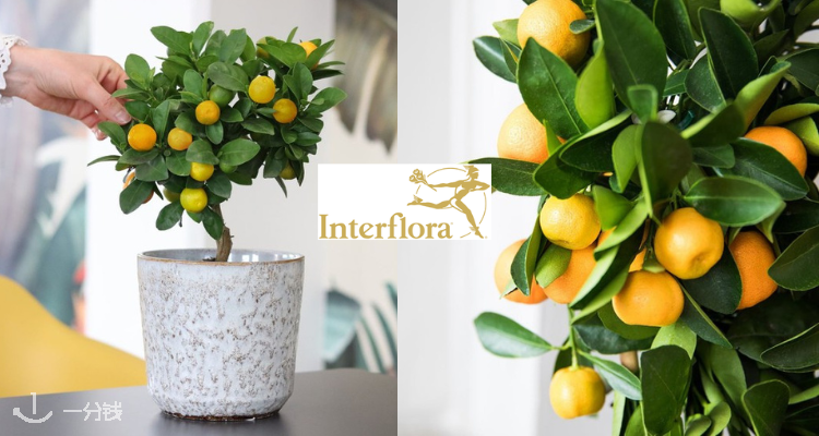 Interflora,全场9折