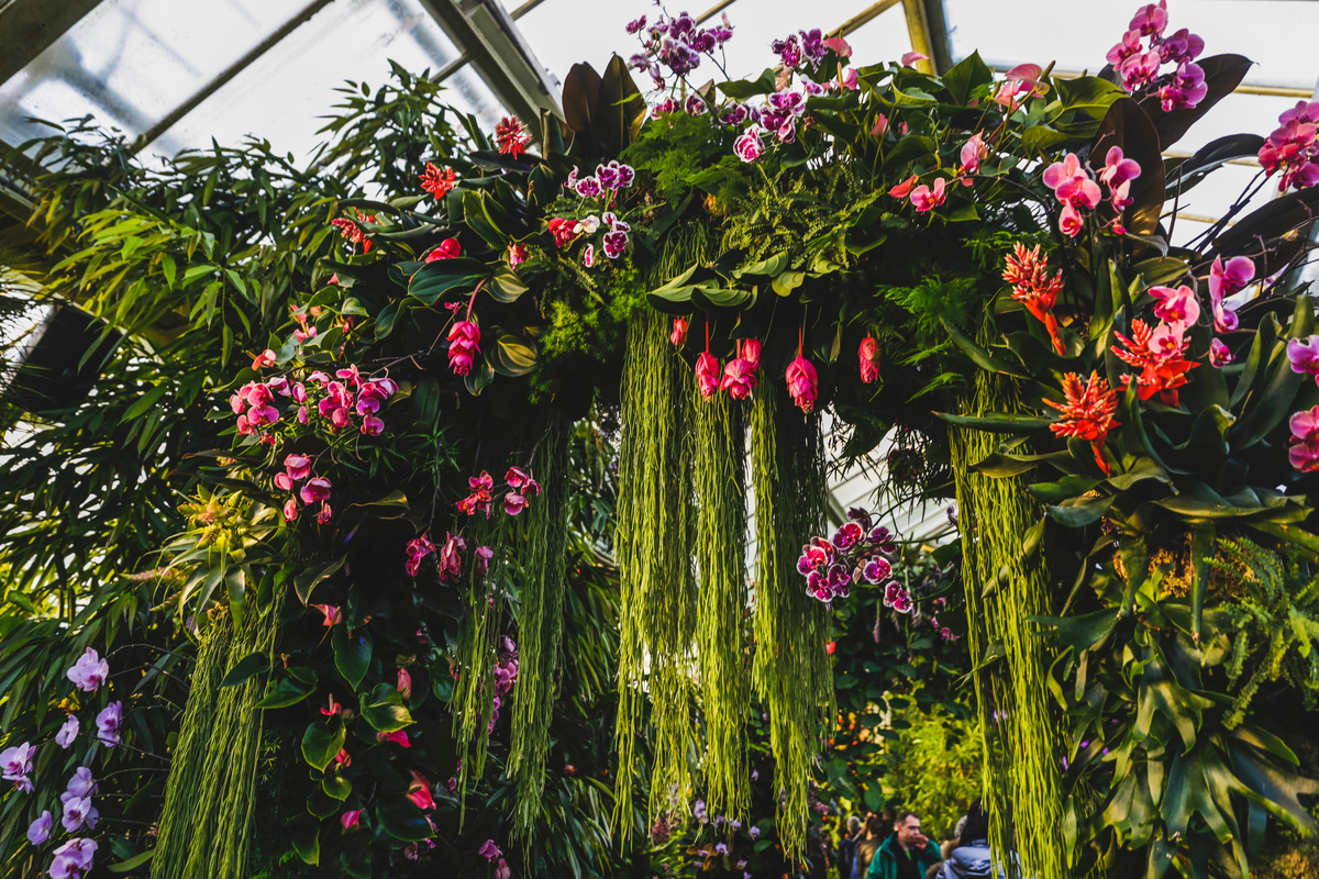 Kew Gardens 兰花节 2026 伦敦来了！冬日花海，邀你共赴一场色彩盛宴
