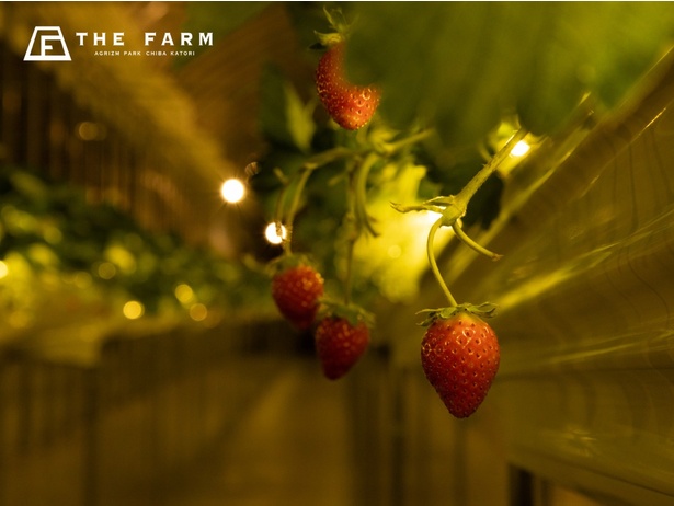 THE FARM星空いちご园 千叶来了！冬夜灯光下的浪漫草莓采摘等你来体验