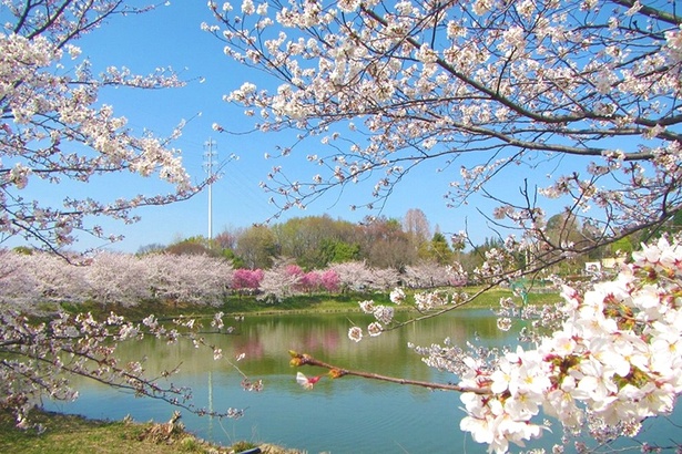 关西樱花季BBQ地图来了！2026春日限定，在漫天粉雪下享受野餐盛宴
