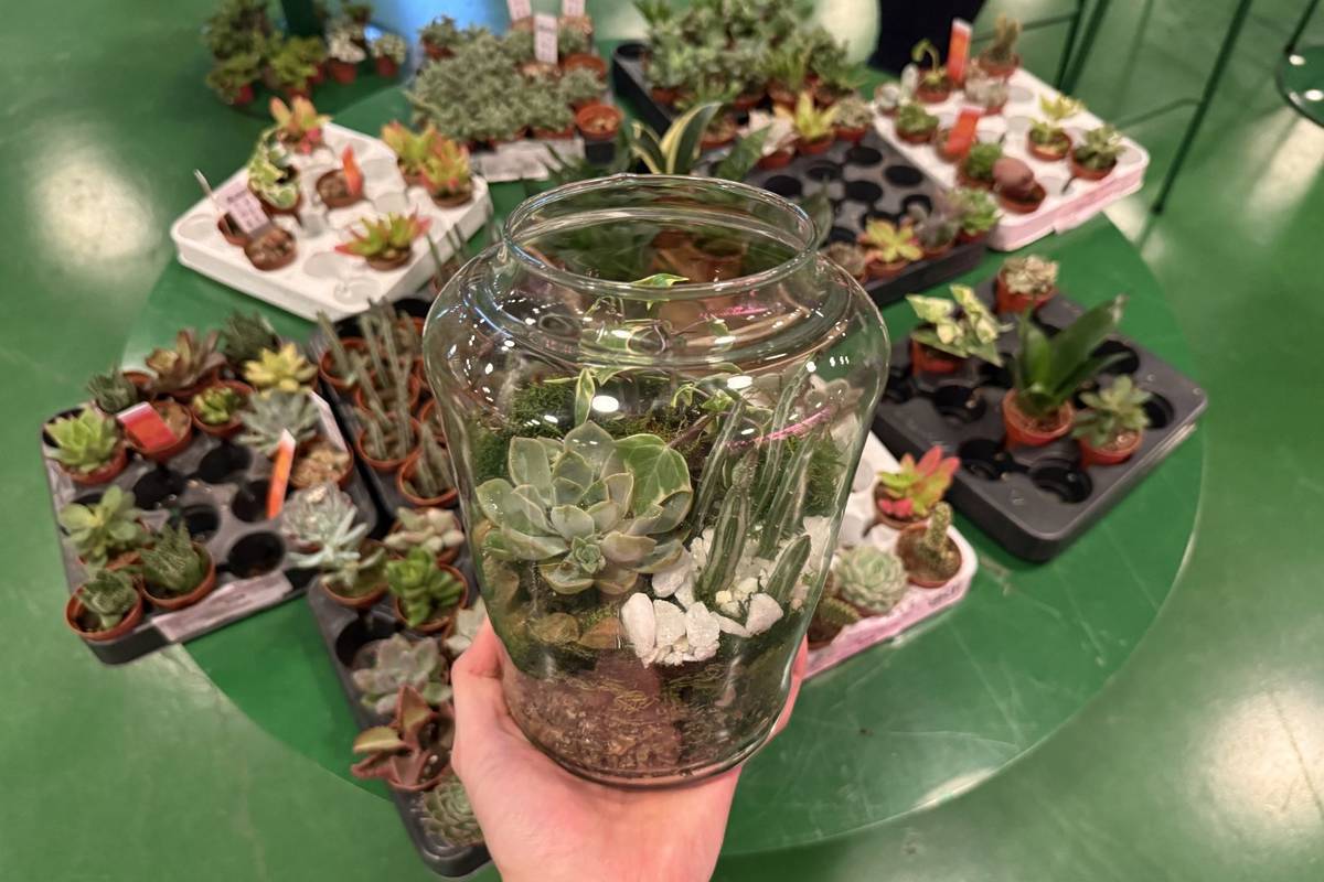 玻璃生态缸工作坊来伦敦了！亲手打造你的治愈系迷你植物园