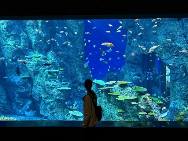 足摺海洋館「SATOUMI」が高知に！山から深海まで、生きた海の冒険へ飛び込もう