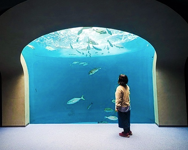 四国水族馆｜在艺术水槽与濑户内海之间，邂逅四国水景之美