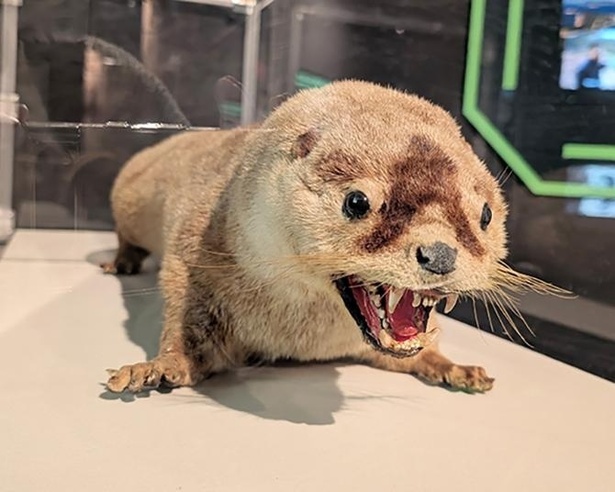特别展「ニホンカワウソ大捜索隊司令部」@四国水族馆