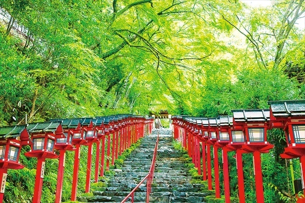 京都·滋贺青もみじ（绿枫叶）观赏之旅来了！初夏的绝景，乘坐京阪电车去追寻那一抹清凉的绿。