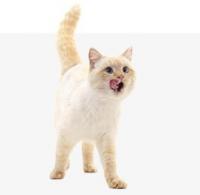 猫咪专区