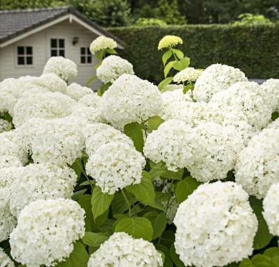 白色绣球花