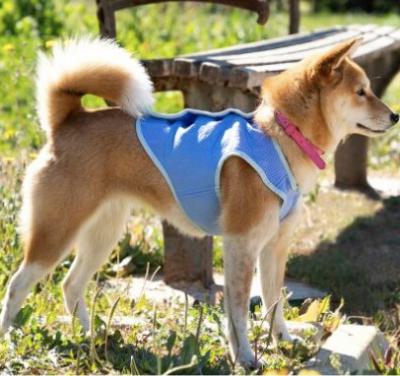 狗子冰感背心