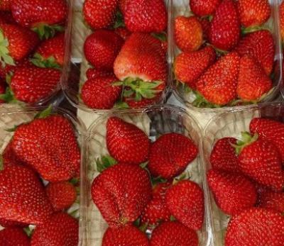 1.5kg草莓🍓
