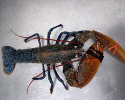 布列塔尼龙虾 400g 🦞 