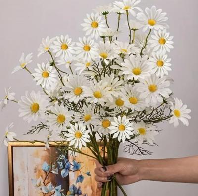小雏菊