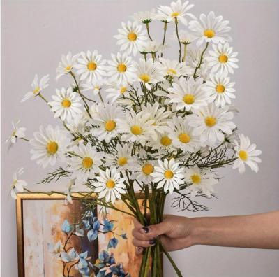 小雏菊
