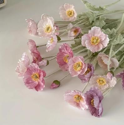 粉色虞美人
