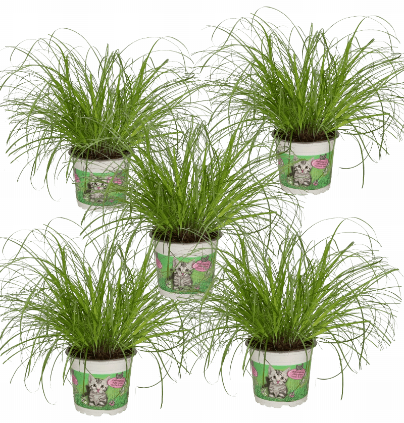 五件套 | 猫草 | +/ - 30 - 40厘米 | Ø 10 - 15厘米花盆