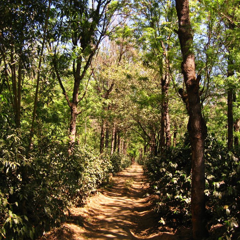 Guatemala Elephant Coffee Beans 危地马拉大象豆咖啡